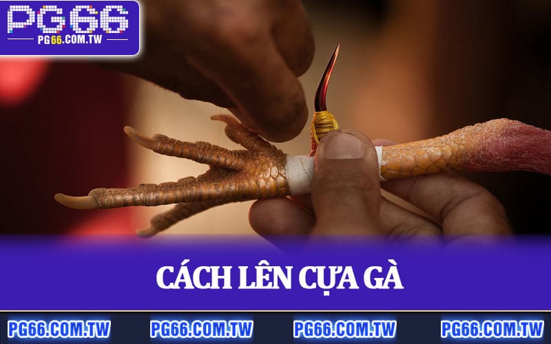 Cách Lên Cựa Gà